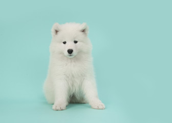 Cute somoyed puppy sitting on a blue background in a horizontal image © Elles Rijsdijk
