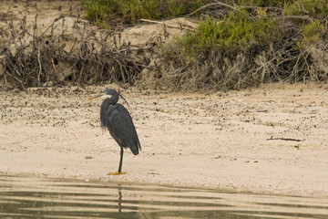 Grey Heron Chilling