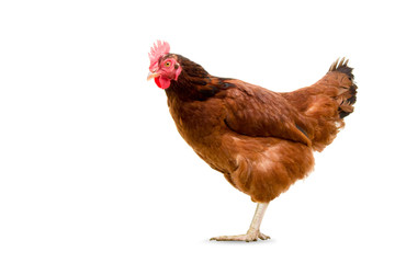 brown hen walking isolated on white, studio shot,chicken,Chicken upset,hen