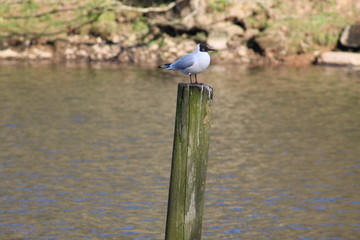 Mouette