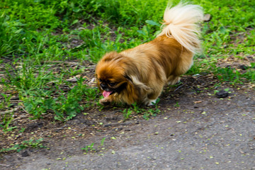 Pekingese dog in a park