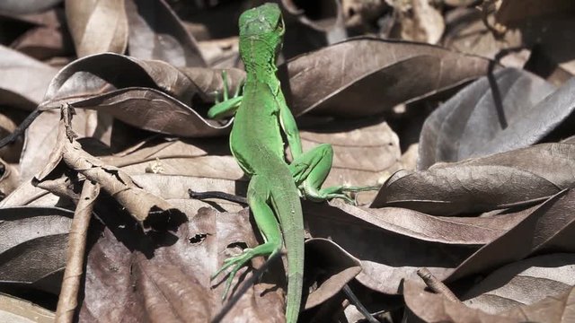 Green lizard walking in super slow-motion