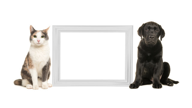 Adult cat and black labrador puppy dog sitting beside a white empty picture frame isolated on a white background