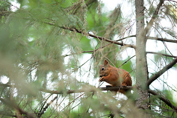 Squirrel red fur funny pets autumn forest on background wild nature animal thematic Sciurus vulgaris rodent