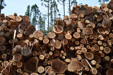 切り出された杉の丸太