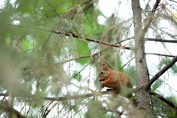 Naklejka na ściany i meble Squirrel red fur funny pets autumn forest on background wild nature animal thematic Sciurus vulgaris rodent