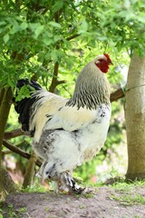 Schwarz weiß Columbia Brahma Hahn