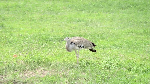 Kori bustard or Ardeotis