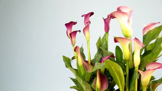 View of a bunch of beautiful fresh pink calla or arum lilies (Zantedeschia aethiopica)
