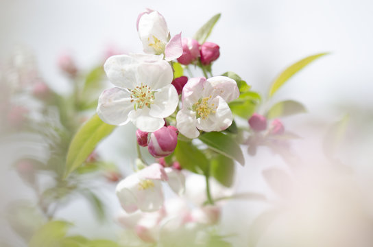 Blooming soft pink apple blossom on  a sunny day with natural background