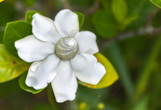 Wrightia antidysenterica / is a flowering plant in the genus Wrightia