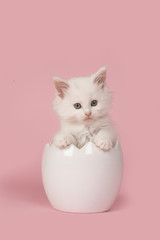 Cute white main coon baby cat sitting in a easter egg on a pink background