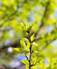 Small green leaves on a tree in spring