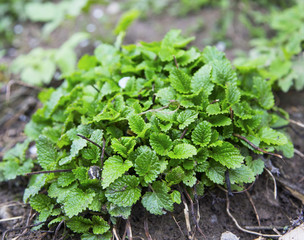 Fototapeta premium Lemon balm herb growing in the garden, Melissa officinalis