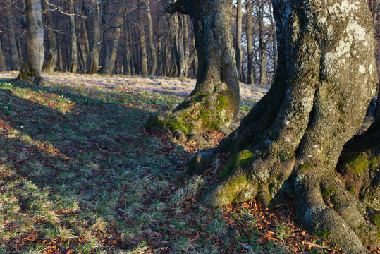 Fototapeta early spring in the mountains