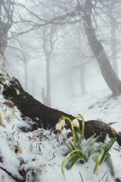 Fototapeta early spring in the mountains