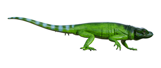 3D Rendering Chuckwalla on White
