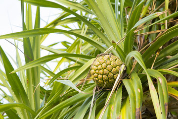 Pandanus odoratissimus on Kuninao beach