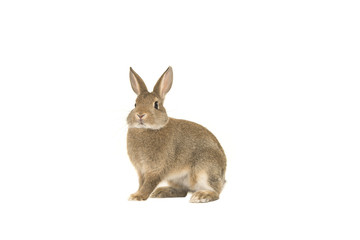 Pretty brown rabbit looking at the camera seen from the side isolated on a white background