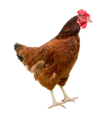 brown hen isolated on white, studio shot,chicken