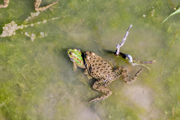 Frogs in bog