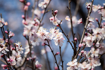 Beautiful flowers on apricot tree in spring