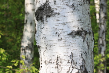 Birch tree trunk in sun outdoors in summer close-up. Birch bark in natural environment in sunlight in morning.