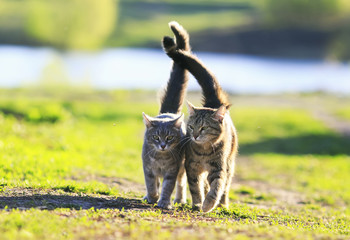 two cute striped kitten walking together in an embrace on a green meadow and holding up the tails