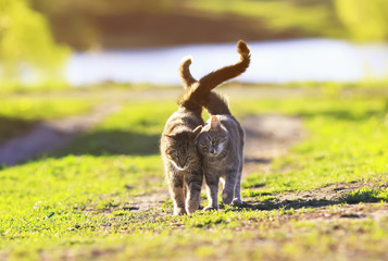 two cute striped kitten walking on green grass next to and caress on a summer day