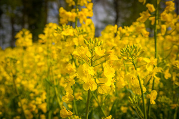Rapsfeld, sommer Rapspflanze