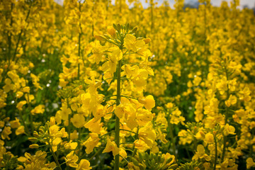 Rapsfeld, sommer Rapspflanze