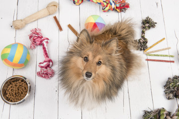 Adult shetland sheepdog seen from above looking up with on the floor all kinds of doggy stuff like...