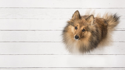 Adult shetland sheepdog seen from above sitting and looking up on a white wooden planks floor on the right side of the image with space for text on the left of the image - obrazy, fototapety, plakaty