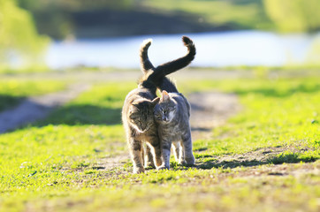 two cute striped kitten walking arm in arm on the green meadow in Sunny summer day