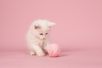 White main coon baby cat playing with a pink woolen ball on a pink background