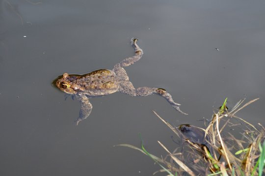 Frog swimmimg in small lake in spring day 