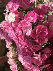 Diabunda, flowers, pink,, red, purple, garden, spring, flora, beauty