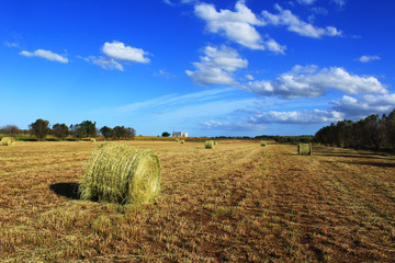 Giornata di sole nelle campagne del Salento