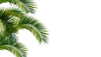 Fotobehang Palmboom palmboom, palmbladeren, palmbladeren tegen witte achtergrond