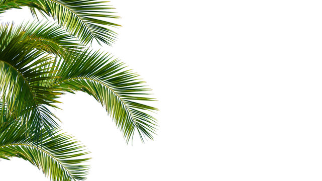 palme, palmwedel, palmblätter vor weißem hintergrund