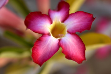 Adenium Desert Flowers in Festival city, Dubai, United Arab Emirates