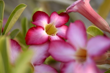 Fototapeta na wymiar Adenium Desert Flowers in Festival city, Dubai, United Arab Emirates