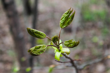 листья распускаются