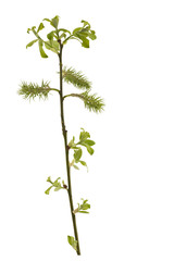 Naklejka premium Twig of willow with female catkins. Twig of willow with female catkins isolated on a white background.