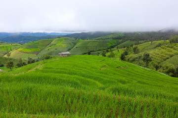 Obraz premium Terraced Rice Field with Hut and Mountain Background , Chiang Mai in Thailand ,Blur Background