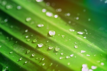 the raindrops on leaf in closeup for backgrounds