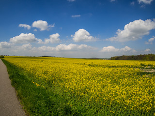 Obraz premium Rapsfeld