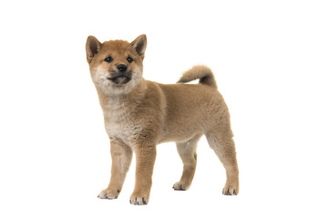 Shiba Inu puppy dog standing seen from the side glancing away isolated on a white background