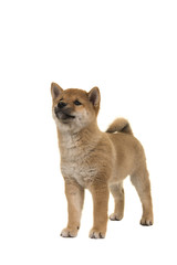 Obraz premium Shiba Inu puppy dog standing seen from the front looking up isolated on a white background