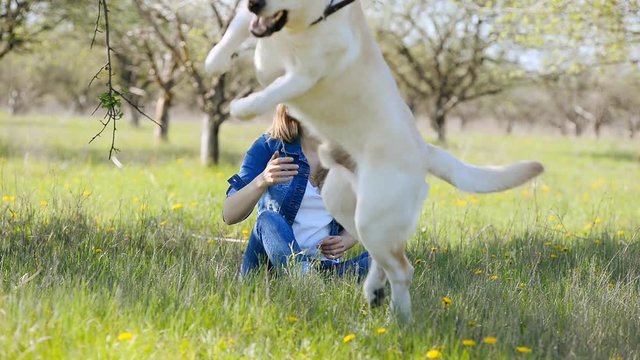 A young blond woman sits under a tree on the grass and plays with a labrador in the spring in the park.
